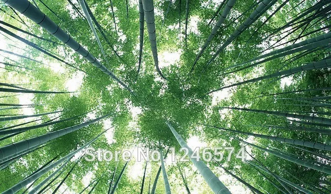 Огромный 100 бонсай гигантский Phyllostachys Pubescens Moso Bamboo бонсай Hardy-Giant