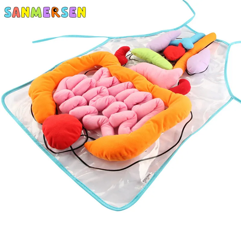 Anatomy Apron Развивающие идеи, игрушки для детей, анатомический фартук, человеческое тело, органы, информирование дошкольников, наука, домашняя школа, учебные материалы - Цвет: Anatomy Apron