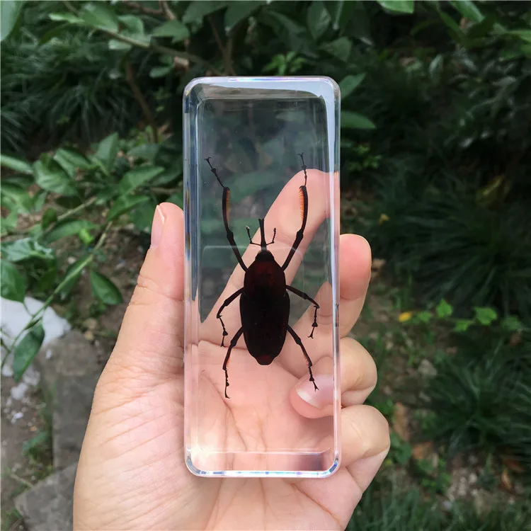 Resin Insect Specimen Handicraft Centipede Spider Beetle Scorpion Biological Sample  Boy Gift miniature brass figurines