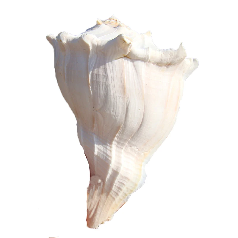 

Quail Large Size Natural Left-handed Snail,Shell,Home Decoration,Fish Tank Landscaping,Fish Tank Decoration