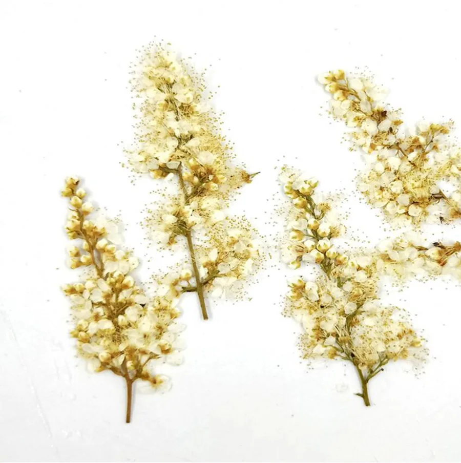 

120pcs Pressed Dried Spiraea Thunbergii Sieb. Flower For Jewelry Postcard Photo Frame Phone Case Bookmark Making DIY