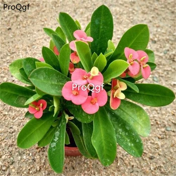 

Ngryise 2Pcs A Set Euphorbia milii Ch. des Moulins