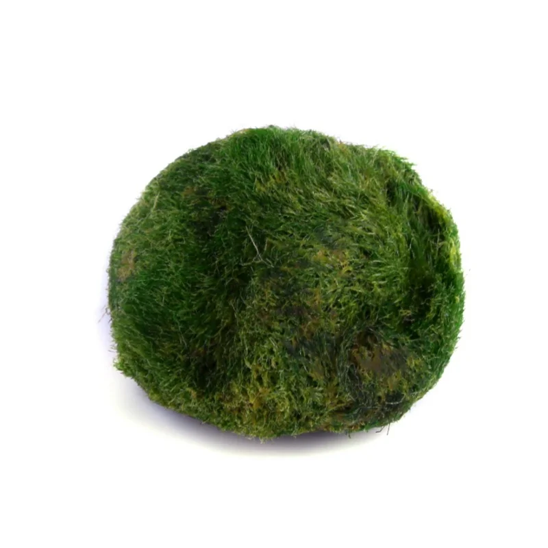 2 6 см мини аквариумное растение аквариум с креветками Nano для MARIMO высокое качество