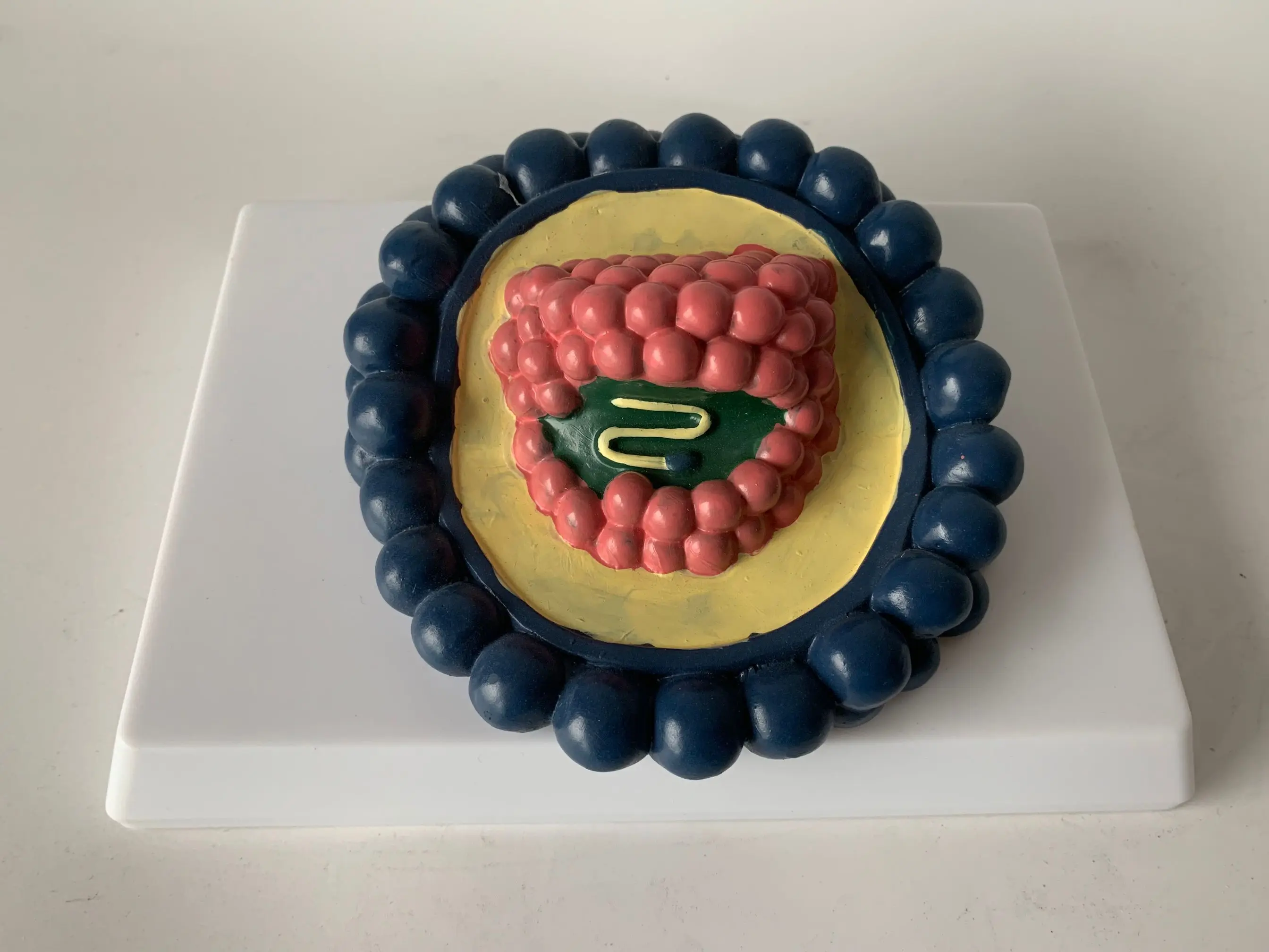 

Coronavirus model virus structure Biology Teaching Model Covid 19 free shipping