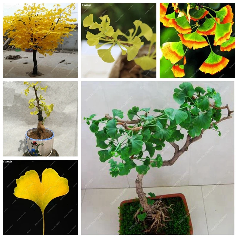 

5 Pcs Bonsai Ginkgo Biloba Outdoor Maidenhair Tree Pot Exotic Planting Flower New Home Garden Ornamental Planta