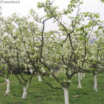 

Bulk New Fruit Tree Seeds Forest Tree Seeds Four Seasons Sowing Fruit Apple Tree Seeds Indoor Potted Pear Seeds Garden Tools