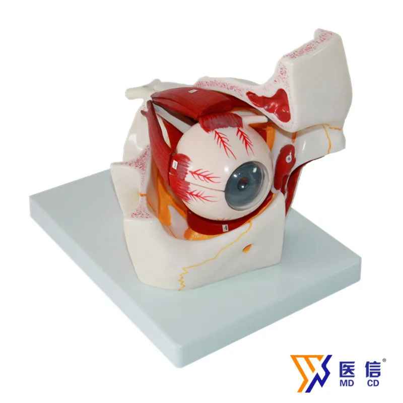 お買い得販売中 ハロウィーンのアクセサリー人間の眼球モデルの目の感覚的な手の目の倍率の解剖学 感染対策 Ww Southern Eye Com お買い得販売中 ハロウィーンのアクセサリー人間の眼球モデルの目の感覚的な手の目の倍率の解剖学 感染対策 Ww Southern Eye Com