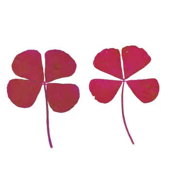 

Four Leaves Clover Dried Flowers Embellishments Card Making Scrapbooking Jewelry Furniture Crafts DIY Decor