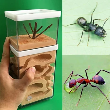 

Insect Observation Ant Hill Workshop Gypsum Nest Box Transparent Acrylic Insect Feeding System Habitat Nature Science