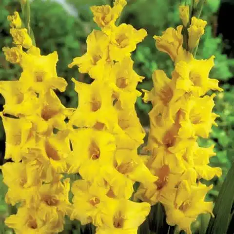 100/мешок различных многолетних Gladiolus цветок бонсай, редкий меч лилии Флорес очень красивый для домашнего сада посадки