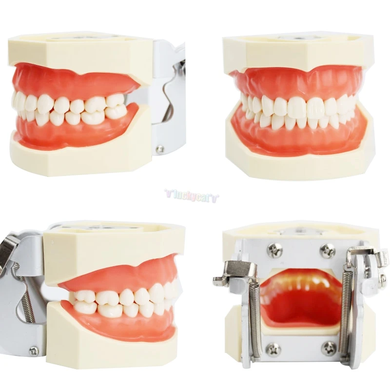 

Dental Teaching Model Teeth model gum Standard Model with 28/32 Screw-in Teeths Demonstration Soft Gum for teaching