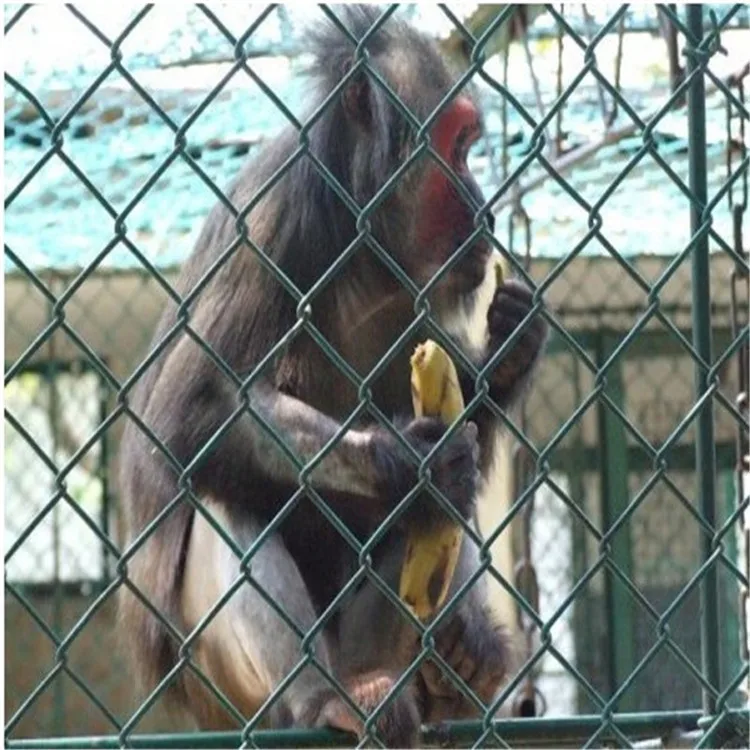 

Manufacturers Production Hot Galvanized Chain Link Fence Enclosure Rhombus Chain Link Fence Breeding Net Orchard Enclosure Galva