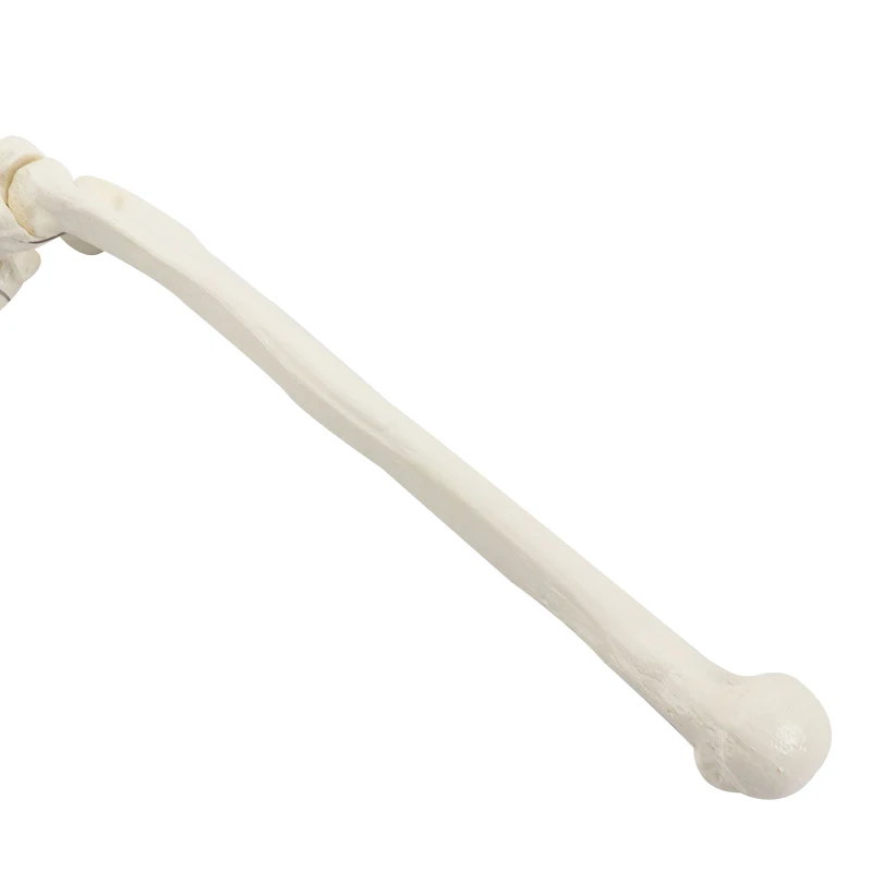 Human Upper Limb Arm and Radius Hand Bone Anatomy Model Medical Science Teaching Resources anatomical models