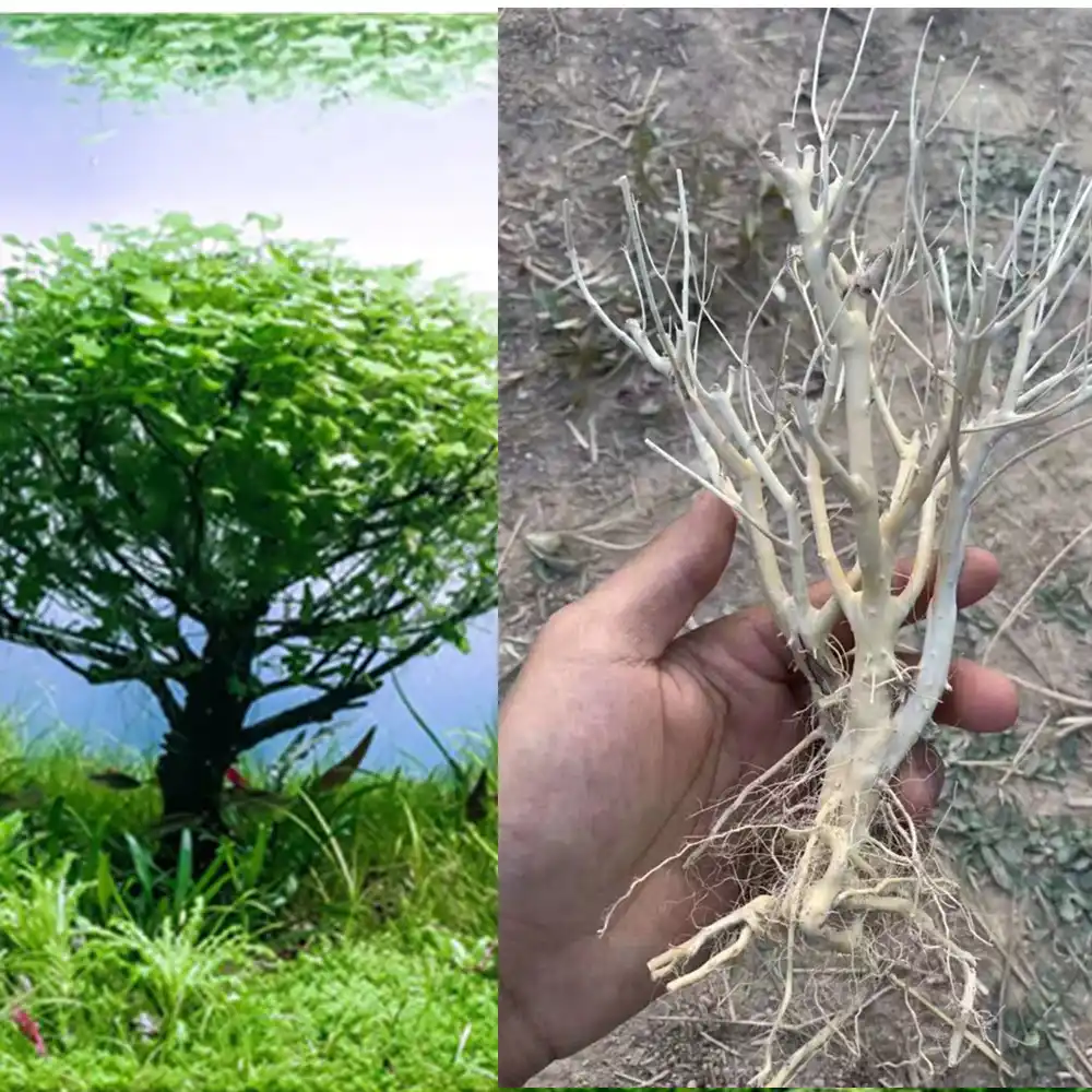 Árbol Natural madera de tronco flotante acuario Adorno para acuario