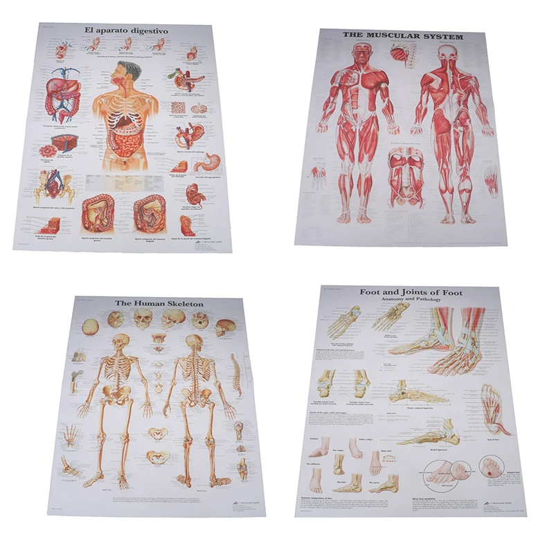 New Print Body Map Silk Painting Wall Pictures Human Anatomy Muscles System Art Poster Medical Education Hospital Massage | Красота и
