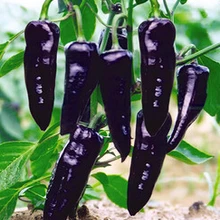 Zi/фиолетовый сладкий перец Семена овощей для выращивания в комнатных условиях балконные растения 100 шт