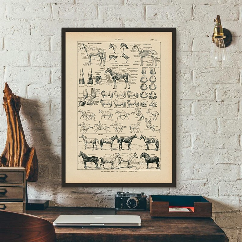 Vintage-French-Horse-Anatomy-Chart-Prints-Biology-Wall-Art-Decor-Horse-Illustration-Animal-Poster-Canvas-Painting (2)