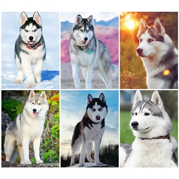 

HUACAN 5D Diamond Painting Dog Full Drill Square Diamond Embroidery Cross Stitch Animal Husky Home Decoration
