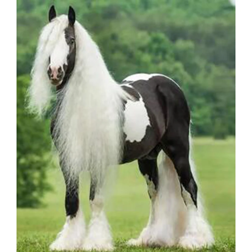 

Diamond Painting 5D DIY Square/Round Diamond Lawn White Horse Scenery Picture Animal Painting Cross Stitch Decoration Art BM1426