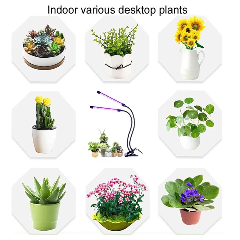 36w, planta em ambientes internos, flores e