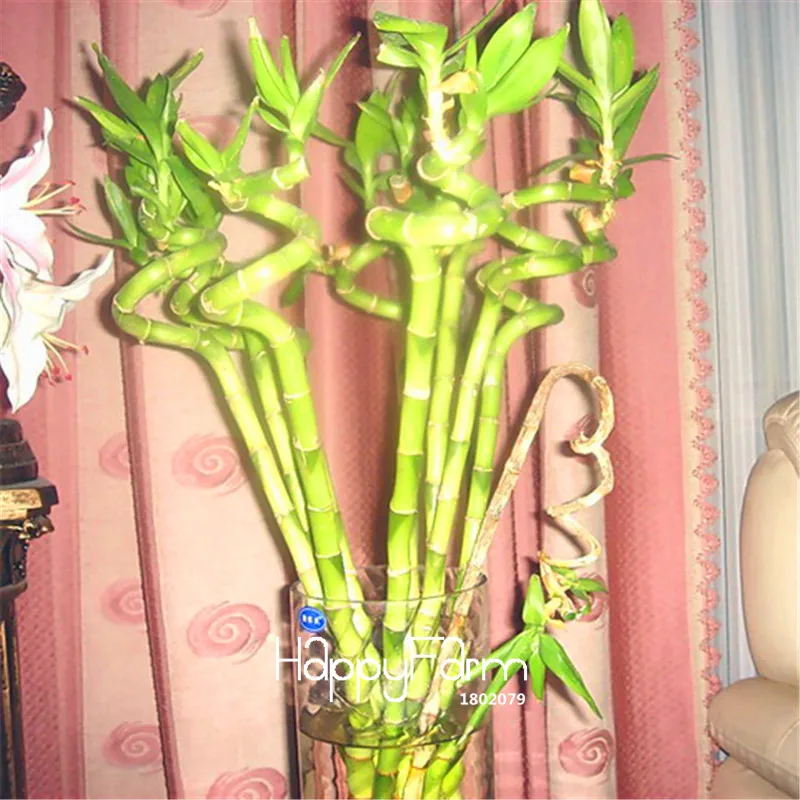 Ограничение по времени! Счастливый бамбуковый бонсай маленькие горшечные растения очищают воздух драцена Флорес, посадка Простой DIY для дома и сада-100 шт
