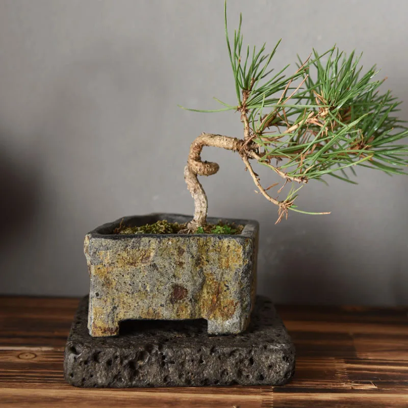 Basalt FlowerPot Succulent Plant Nursery Planter Natral Stone Vase Decoration Home Table Craft Bonsai Garden Decor New Year Gift 2