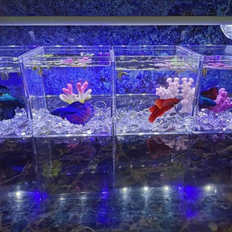 Betta Fish Tank Gold Fish Transparent Food Grade Plastic Tank Isolation Square Box WITH Lid Aquarium Accessories fish aquarium