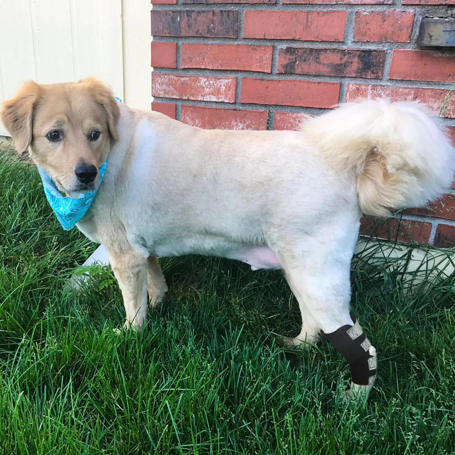 В настоящее время доступны Amazon горячие продажи Pet Kneecap собака Legguard послеоперационное восстановление суставов защитный чехол производители a Gen
