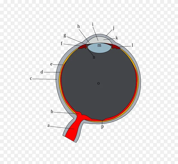 人眼巩膜玻璃体角膜缘png图片素材免费下载 图片编号 Png素材网