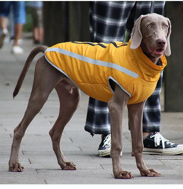 cães pequenos, médios e grandes, traje de cachorro, inverno