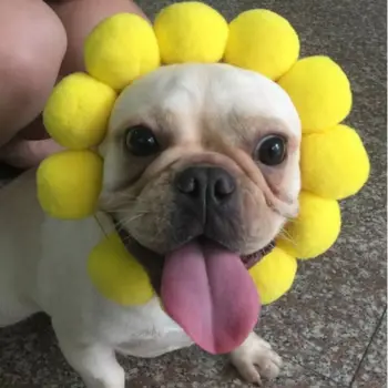 

Pet Headdress Cats Head Cover Sun Flower Hat Cat Dog Clothing Dress Up Clothes C63B