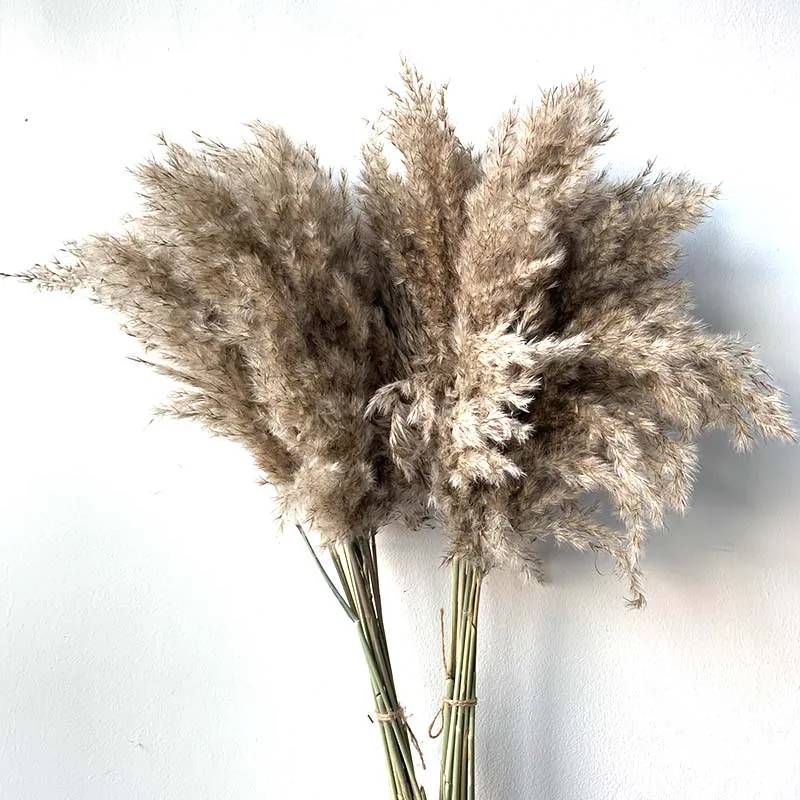 

20 pcs/25pcs Dried small pampas grass decor natural phragmites communis real wedding flower bunch