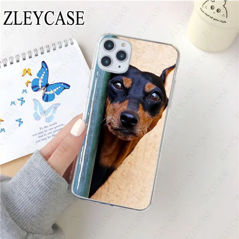 black Dachshund Doberman Dog face