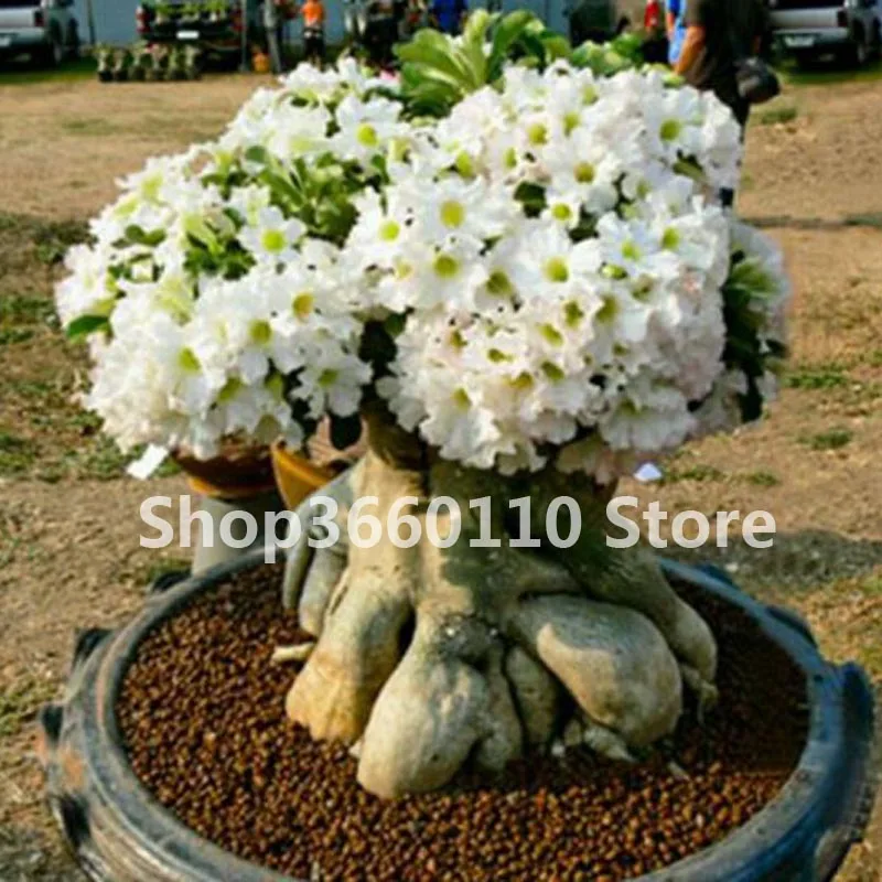 Пустынная Роза бонсай цветы в горшках бонсай Adenium Obesum комнатное бонсай растение мини дерево в горшке для домашнего сада растение 1 шт