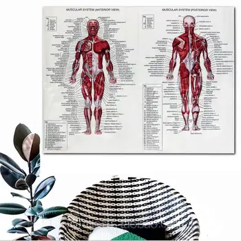 

Muscle System Posters Silk Cloth Picture Human Body Anatomical Chart Medical Science Educational Teaching Foot Head Health Care