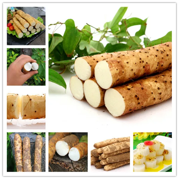 

100 Pcs Yam