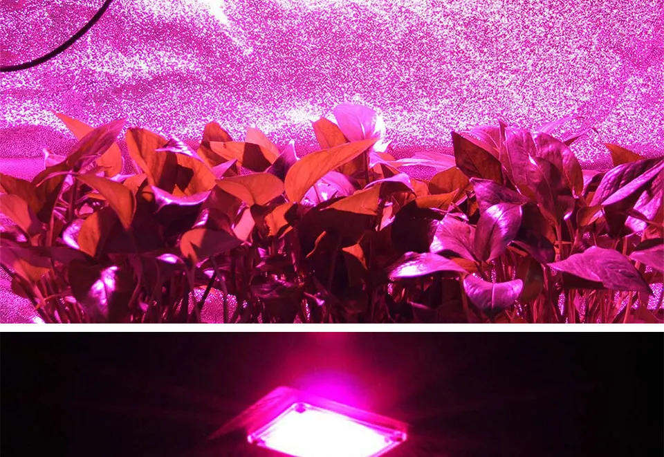 AC 110V 220V Driverless COB Plant Growing Lamp 20W 30W 50W Full Specturm Smart IC COB Chip LED Plant Grow Light Feeding Bulbs (23)
