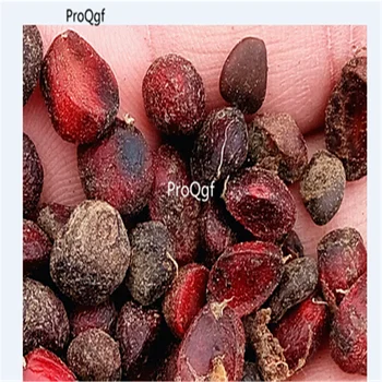 

ProQgf 100Pcs A Set Michelia Champaca