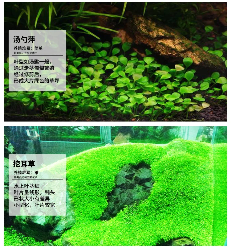 living water grass aquarium landscape aquatic plants