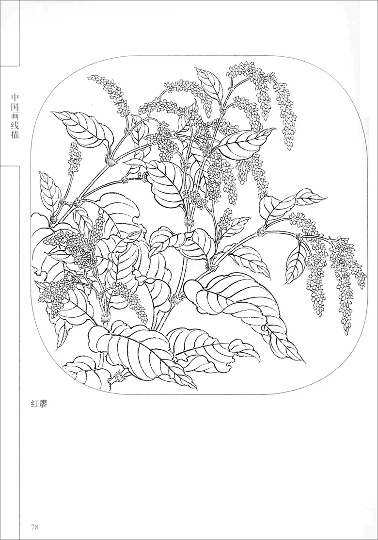 94Pages-Chinese-Painting-Hundred-Flowers-Line-Drawing-Collection-Art-Book-Adult-Coloring-Book-Relaxation-and-Anti (3)