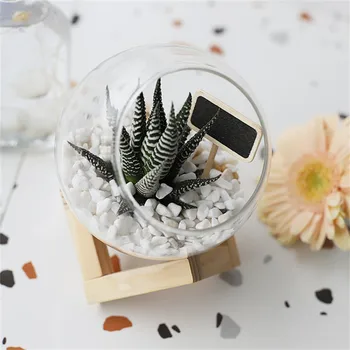 

Fleshy Glass Vase Creative Cute Bevel Glass Bottles Plant Container Office Balcony Ecological Landscape Bottle Home Decoration