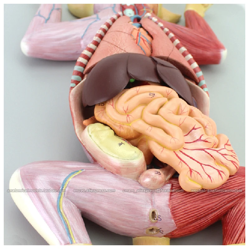 Cmam 110 Animal De Compagnie Chat 10 Pieces Modele D Anatomie En Plastique D Enseignement Des Animaux Aliexpress
