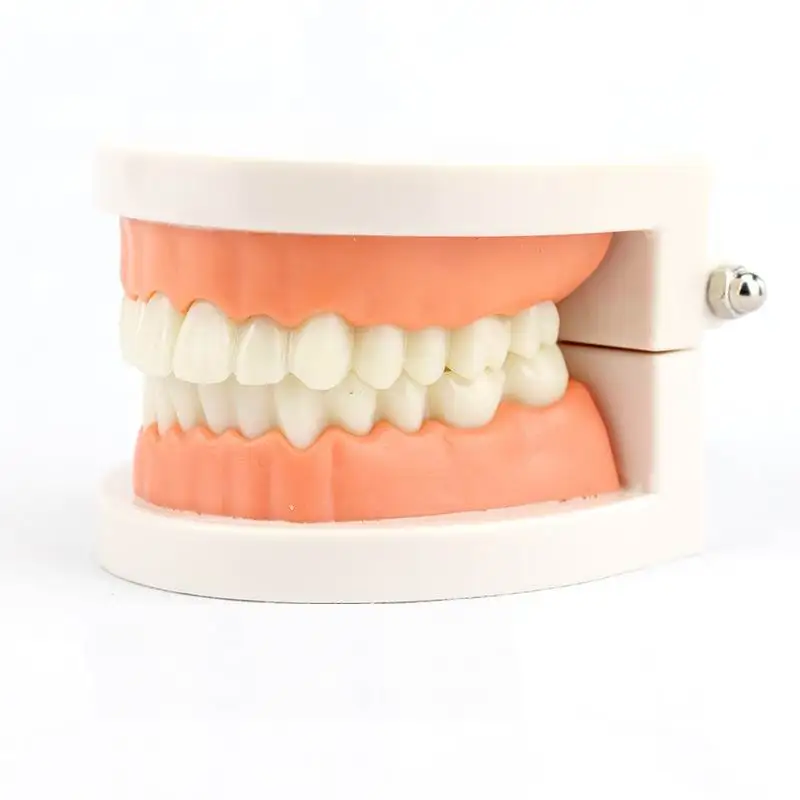 В натуральную величину зубные Обучающие модели для детей, для орального детского сада, для обучения чистке, стоматологические материалы, анатомическая модель