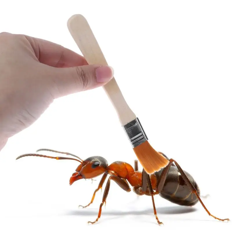 C5AD Ant Farm Cleaner Dust Remover Sweeper Ant Area Insect Bowl Nest Clean Supplies