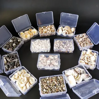 

many Style Natural Shell 1-3cm 1 BOX Natural Conch Shells Mini Conch Corn Screw Wall Decoration DIY Aquarium Landscape Sea star