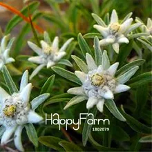 100 шт! Edelweiss Флорес бонсай плантации горшечные растения Цветок Планте DIY домашний сад