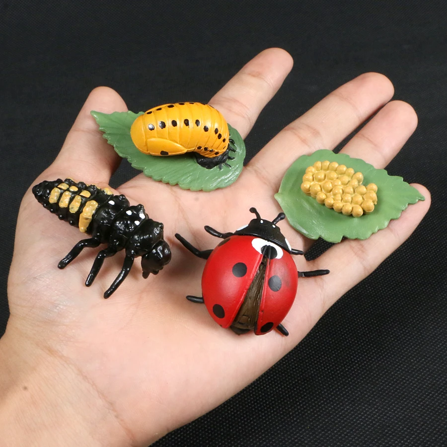 Simulation Life Cycle of Insect Animal Growth Cycle Models,Butterfly,Frog Action Figures Collection Science Educational Toys Kid star action figures Action & Toy Figures