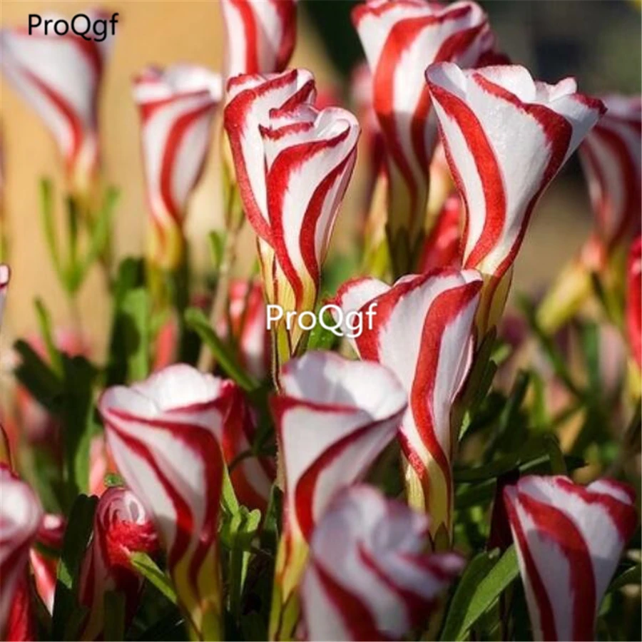 

Ngryise 100Pcs A Set rotary Oxalis bulbs World's Rare