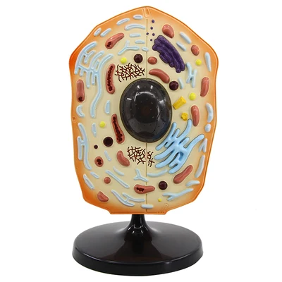 

Animal cell model High school biological cell anatomy teaching equipment