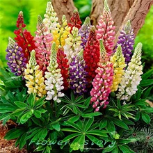 200 Красочные радужные тютти фрукти Люпин цветок бонсай декоративные цветы 99% прорастание
